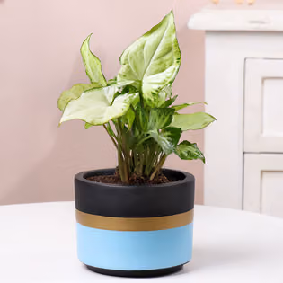 Kids Theme  Decorations